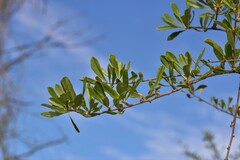 Bursaria occidentalis