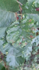 Acalitus brevitarsus