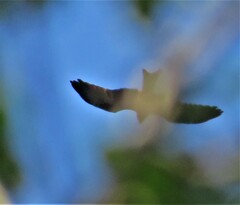 Milvus migrans parasitus