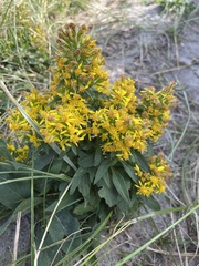 Solidago virgaurea