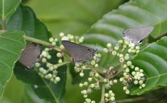 Deudorix epijarbas