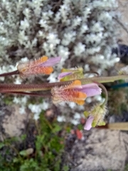 Heliophila linearis