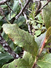 Vaccinium calycinum