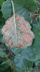 Acalitus brevitarsus