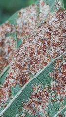 Acalitus brevitarsus