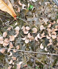 Peltigera neckeri