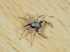 Menemerus bivittatus