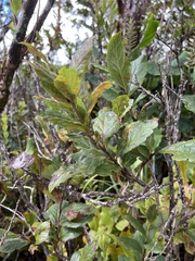 Vaccinium calycinum