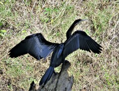 Anhinga rufa rufa