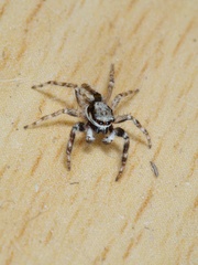 Menemerus bivittatus