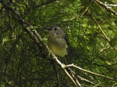 Pachycephala pectoralis