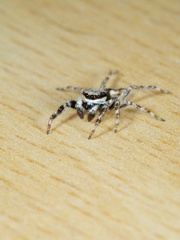 Menemerus bivittatus