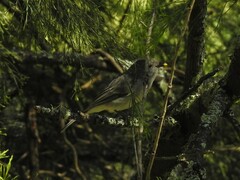Pachycephala pectoralis
