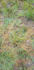 Potentilla acaulis