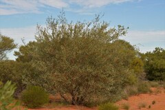 Acacia murrayana