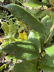 Vaccinium calycinum