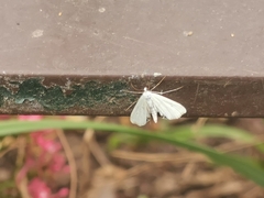 Cataclysta lemnata