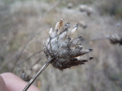 Centaurea scabiosa apiculata