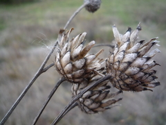 Centaurea scabiosa apiculata