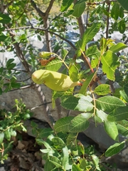 Baizongia pistaciae