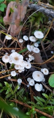 Collybia