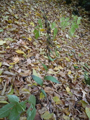 Epipactis helleborine