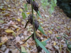 Epipactis helleborine