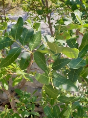 Baizongia pistaciae