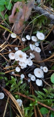 Collybia