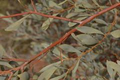 Acacia murrayana
