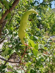 Baizongia pistaciae