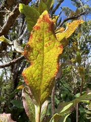 Vaccinium calycinum