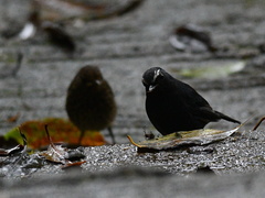 Brachypteryx cruralis