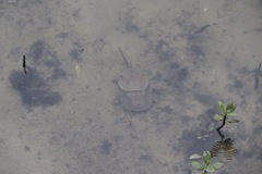 Carcinoscorpius rotundicauda