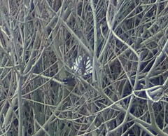 Rhipidura fuliginosa placabilis