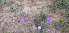 Scabiosa comosa