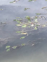 Potamogeton nodosus