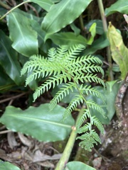 Cyathea cooperi