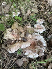 Abortiporus biennis