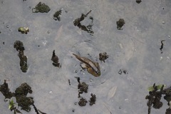 Periophthalmodon schlosseri