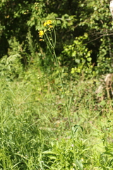 Sonchus arvensis arvensis