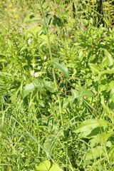 Sonchus arvensis arvensis