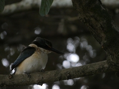 Todiramphus sanctus vagans