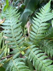 Cyathea cooperi