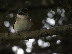 Todiramphus sanctus vagans