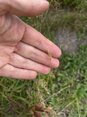 Anthoxanthum odoratum