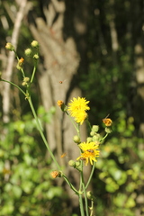 Sonchus arvensis arvensis