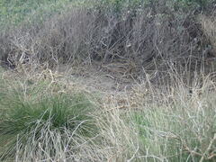 Rhipidura fuliginosa placabilis