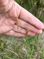 Anthoxanthum odoratum