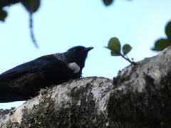 Prosthemadera novaeseelandiae novaeseelandiae